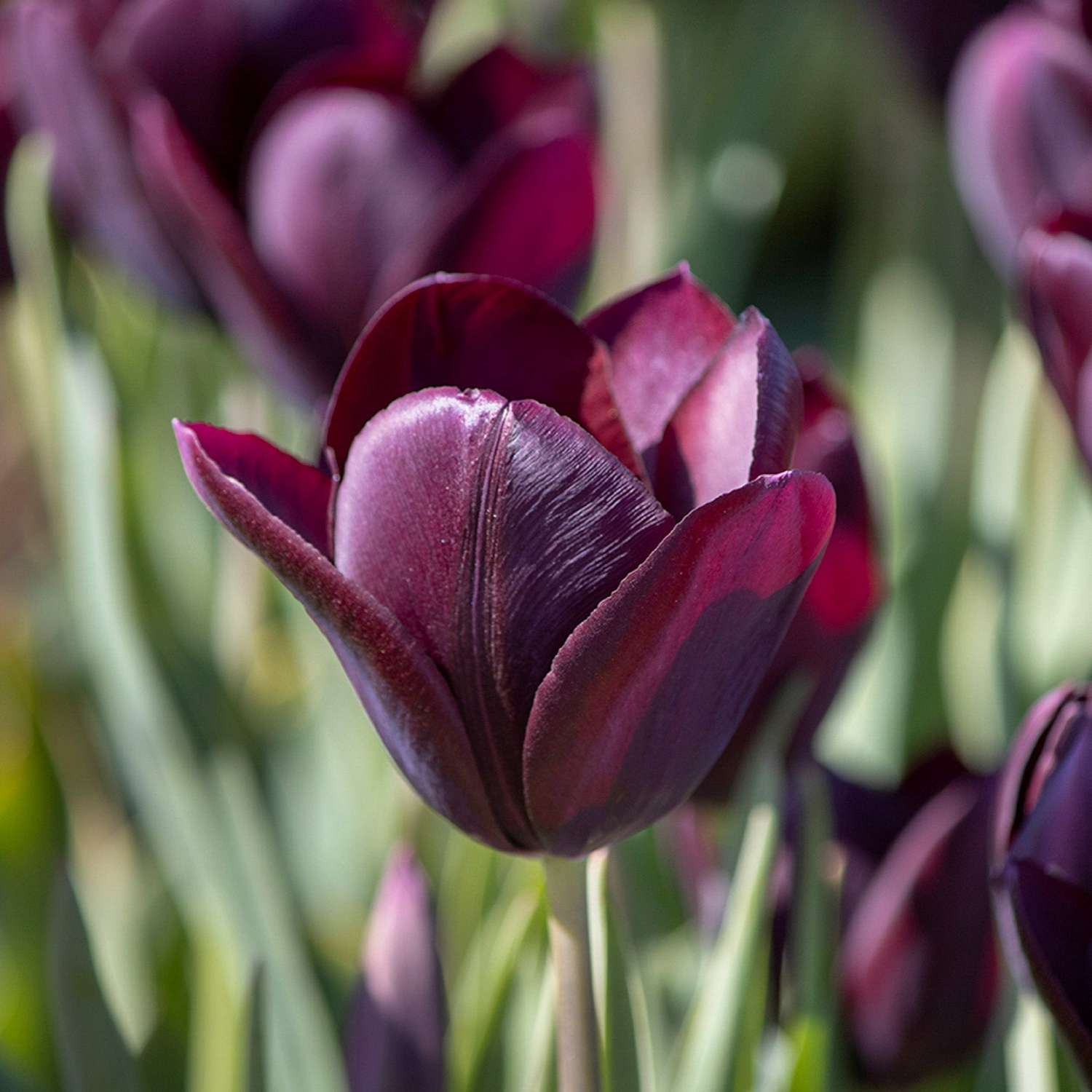 Tulpe 'Eduard Pelger' - Tulipaner